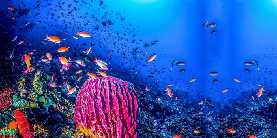 Imagem de um cardume de peixes no fundo do mar