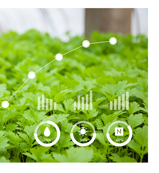 Plantação de verdura de fundo com gráficos na frente