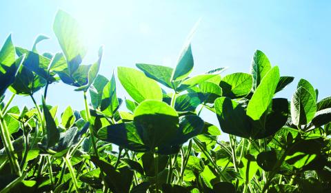 Programa BV RenovaBio auxilia na sustentabilidade da produção de biocombustíveis