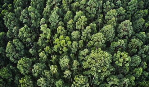 Foto aérea de uma floresta densa