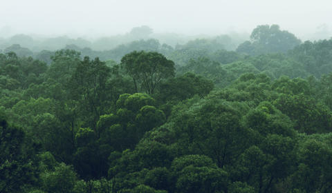 Vista aérea de floresta tropical