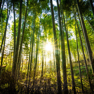 Imagem de uma floresta de bambus