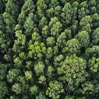Foto aérea de uma floresta densa
