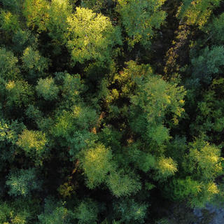 Vista aérea de floresta fechada