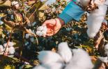 Imagem de uma pessoa passando por uma plantação de algodão