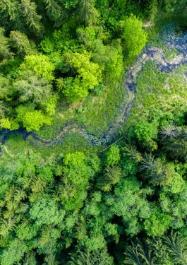 Imagem aérea de um rio em meio a uma floresta