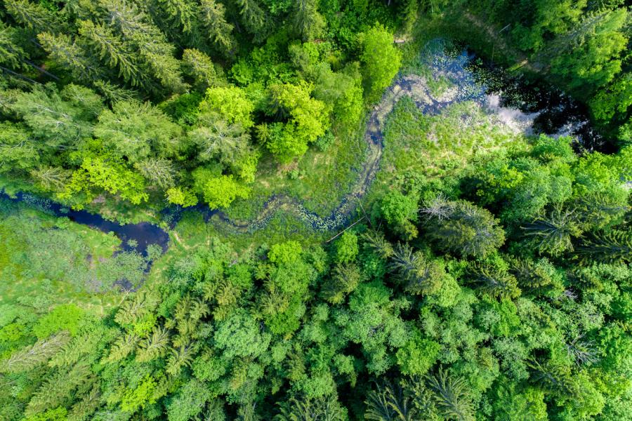 Imagem aérea de um rio atravessando por uma floresta